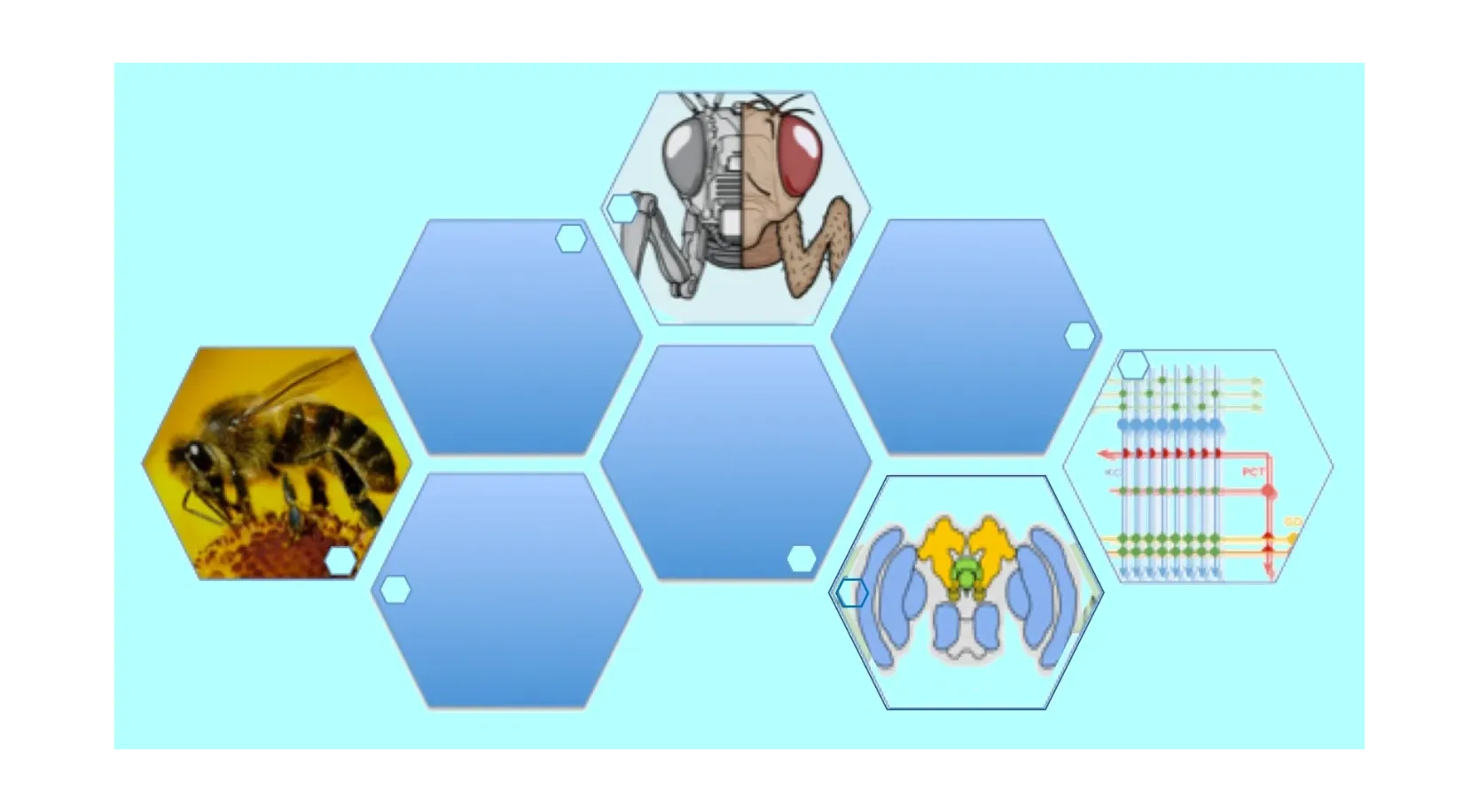 Bio-inspired hexagonal sensing array modeled on insect vision